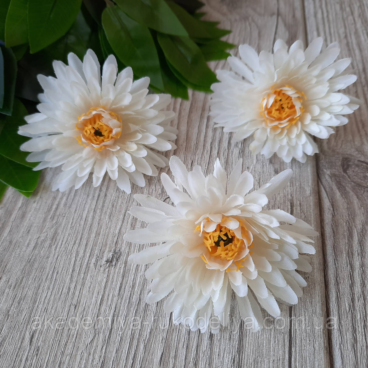 Хризантема (астра) біла 7 см (головка), фото 1