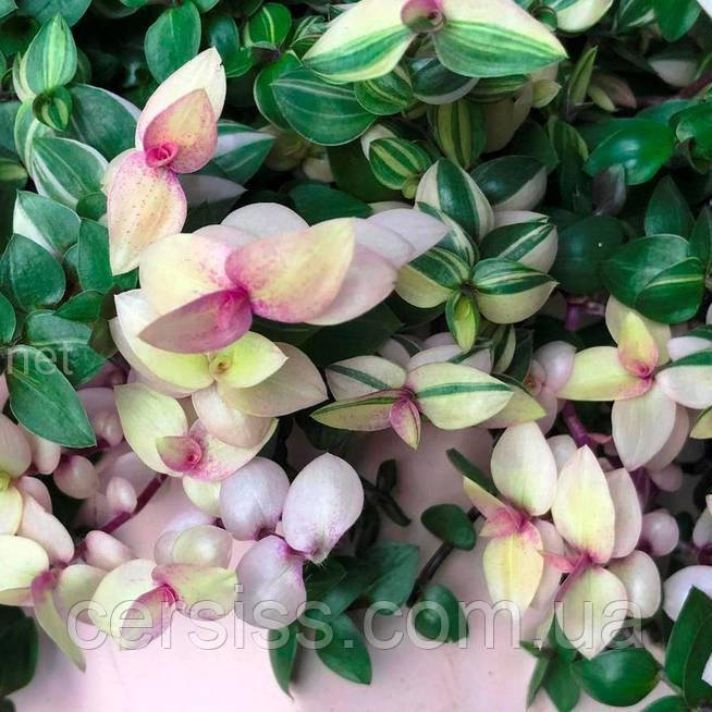 Каллізія Бьянка, Callisia repens Bianca, фото 1