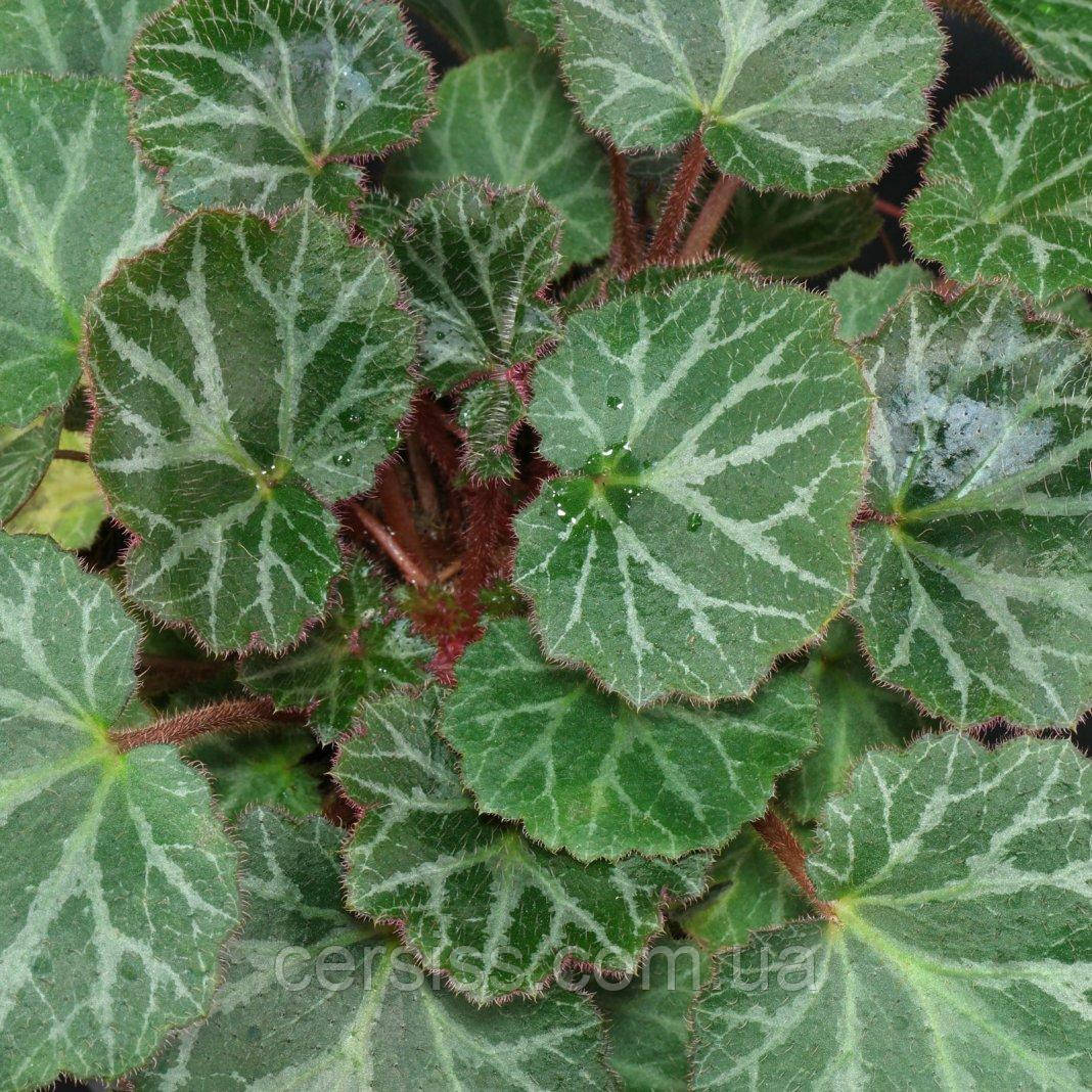 Ломикамінь плетеносний Камнеломка Saxifraga stolonifera