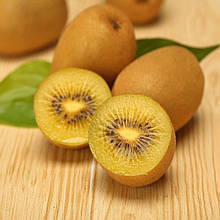 Ківі золотий Голд 2 роки, горщик