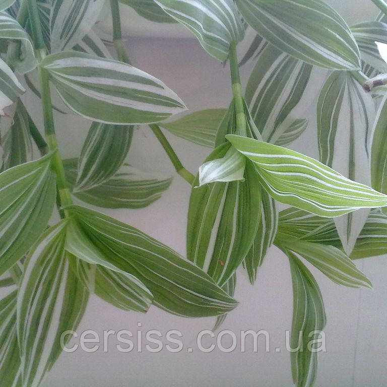 Традесканція біла альбовітата Tradescantia albiflora Albovittata, фото 1