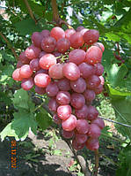 Саженцы винограда "Ливия"