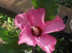 Гібіскус деревоподібний рожевий (сажінці)