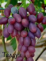 Саженцы винограда "Талдун"