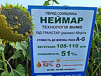 Насіння соняшнику НЕЙМАР 43ц/га Гібрид під гранстар НЕЙМАР. Стійкий до семи рас вовчка A-G, фото 9