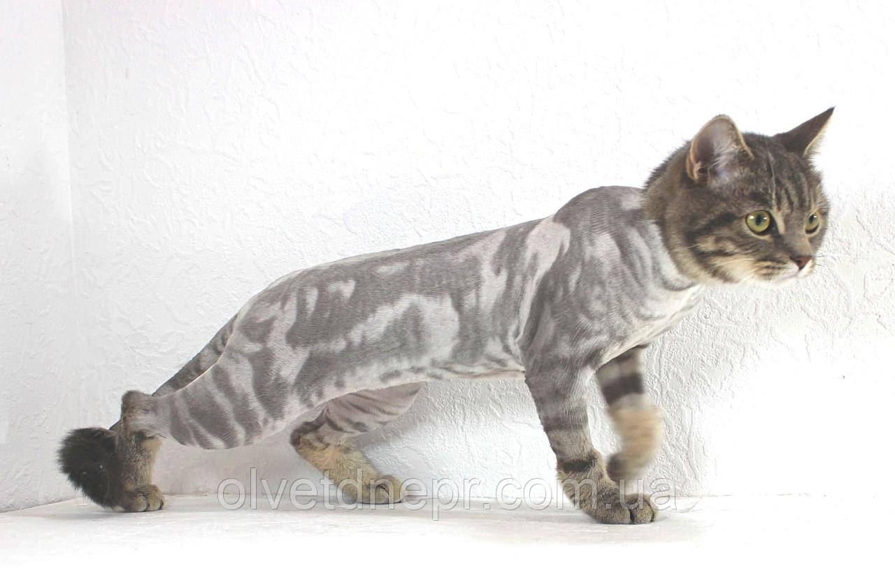 Стрижка Кота, фото 1