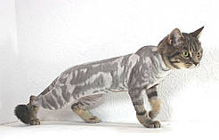 Стрижка Кота