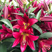 Лілію OT гібрид гігант Touchstone цибулини