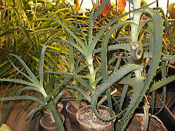 Алое деревоподібна (саджанці)