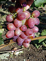 Саженцы винограда "Розмус"