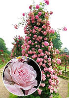 Роза плетистая "Розовый жемчуг" Pink Pearls