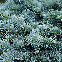 Ялина колюча Глаука Компакта / С5 / d 20-30 / Picea Compacta, фото 5