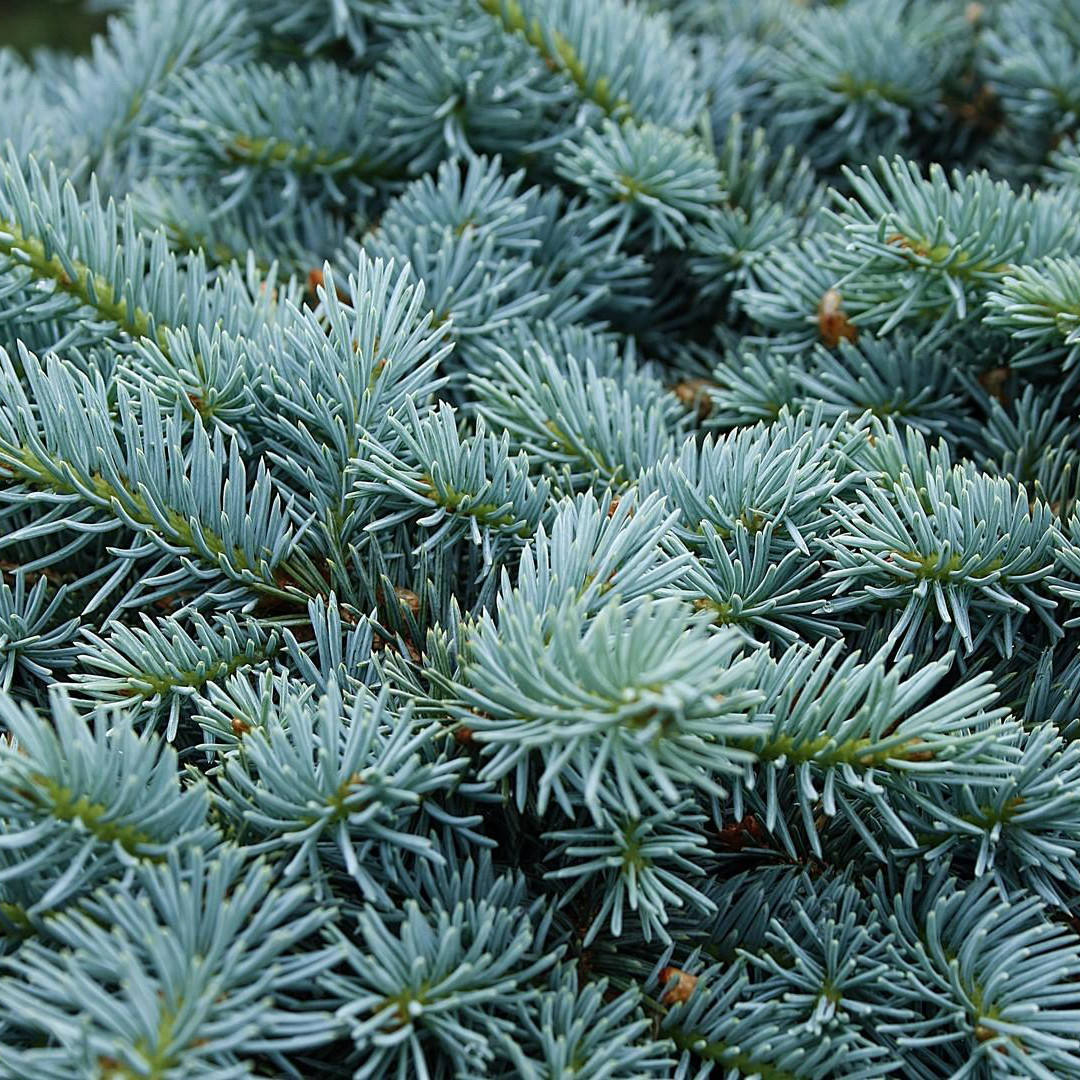 Ялина колюча Глаука Глобоза / С5 / d 20-30 / Picea Globosa