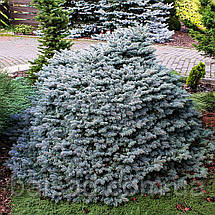 Ялина колюча Глаука Компакта / С5 / d 20-30 / Picea Compacta, фото 4