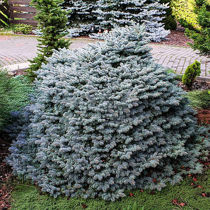 Ялина колюча Глаука Глобоза / С5 / d 20-30 / Picea Globosa, фото 3