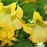Бругмансія колір мікс Brugmansia, фото 4