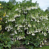 Бругмансія колір мікс Brugmansia, фото 2