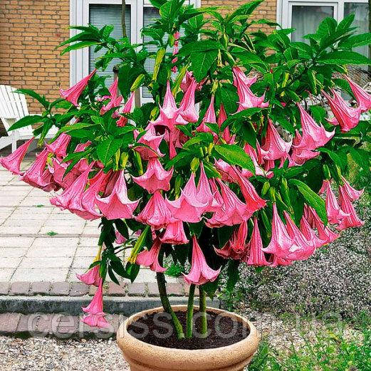 Бругмансія колір мікс Brugmansia