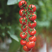 Насіння томату черрі Марголь F1 (Margol F1) Yuksel Seeds 100