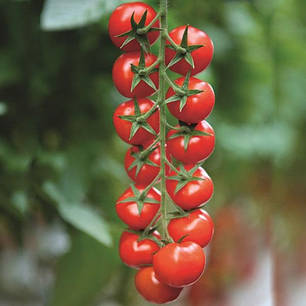 Насіння томату черрі Марголь F1 (Margol F1) Yuksel Seeds 100, фото 1