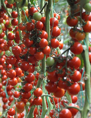 Насіння томату черрі Марголь F1 (Margol F1) Yuksel Seeds 100, фото 3