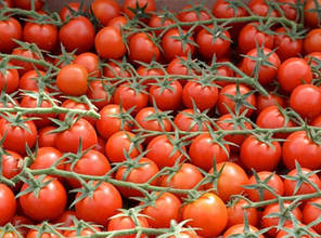 Насіння томату черрі Марголь F1 (Margol F1) Yuksel Seeds 100, фото 4