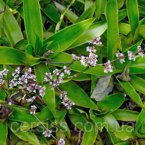 Каллизия Душистая (золотой Ус), Callisia Fragrans — Купить Недорого на ...