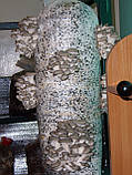 Готовий грибній блок (мішок), фото 2