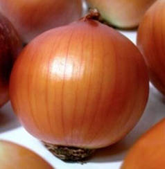 Насіння цибулі Медуза F1 (Medusa F1) Takii Seeds 250000