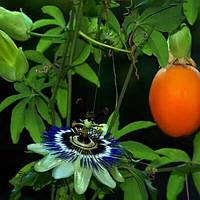 Маракуйя (Пассифлора), Passiflora