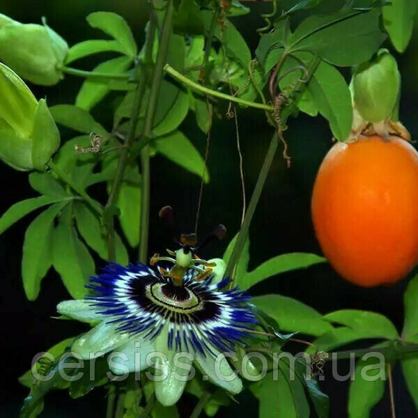 Маракуйя (Пассифлора), Passiflora (ID#1474651899), цена: 126 ₴, купить ...
