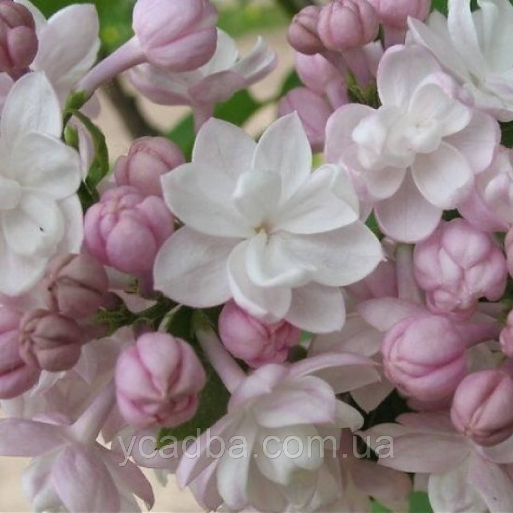 Бузок Красуня Москви, фото 1