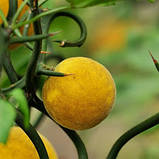 Зимуючий лимон Понцирус Poncirus trifoliata Citrus trifoliata, фото 3