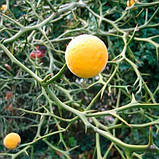 Зимуючий лимон Понцирус Poncirus trifoliata Citrus trifoliata, фото 2