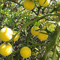 Зимуючий лимон Понцирус Poncirus trifoliata Citrus trifoliata