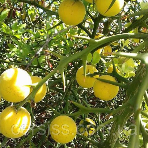 Зимуючий лимон Понцирус Poncirus trifoliata Citrus trifoliata