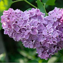 Сирень Космос