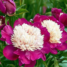 Півонія трав'яниста Біла Чаша