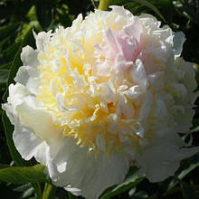 Півонія трав'янистий Топ Брас
