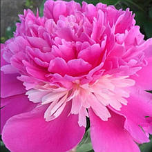 Півонія трав'янистий Олександр Дюма