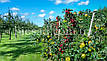 Дерево-сад Яблуня Флоріна + Ерлі Женева + Лігол (1 саджанець, 3 щеплення), фото 2