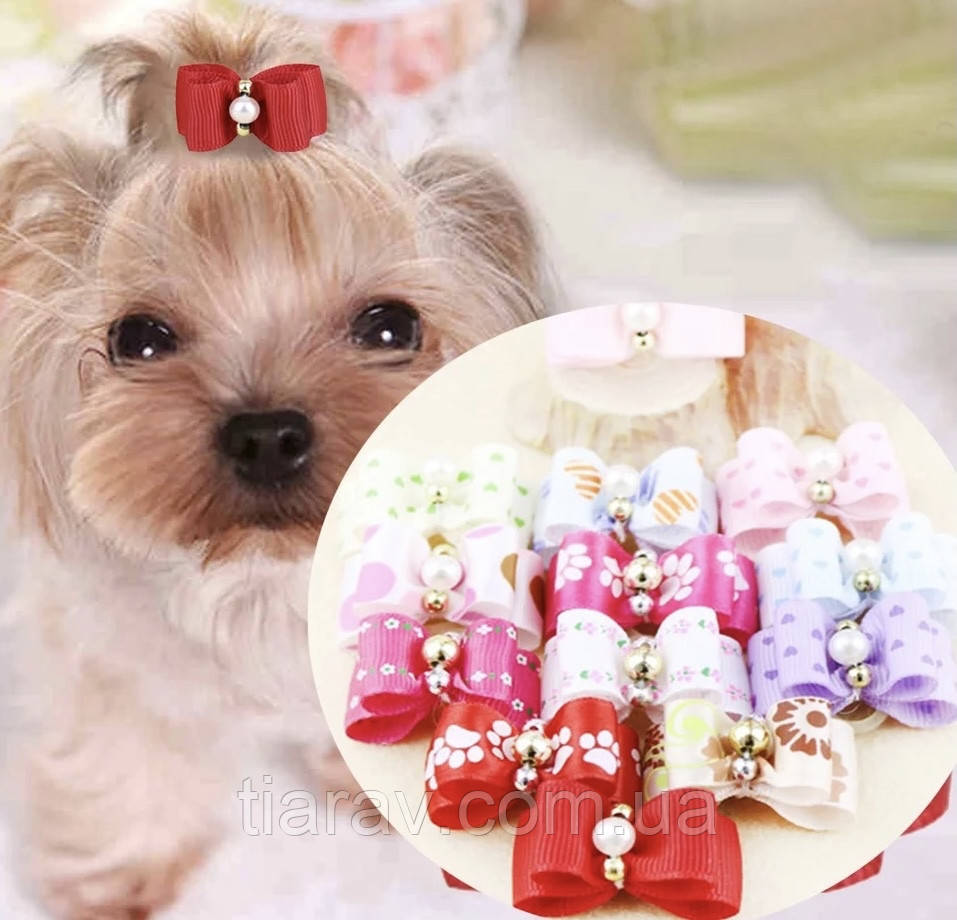 How To Be In The Top 10 With аксессуары для питомцев 5 Critical Skills To Do аксессуары для питомцев Loss Remarkably Well