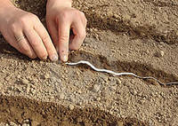 Насіння на стрічці