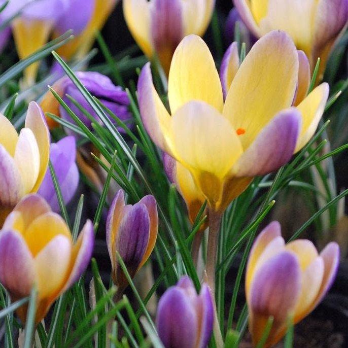 Крокус ботанічний Advance, фото 1