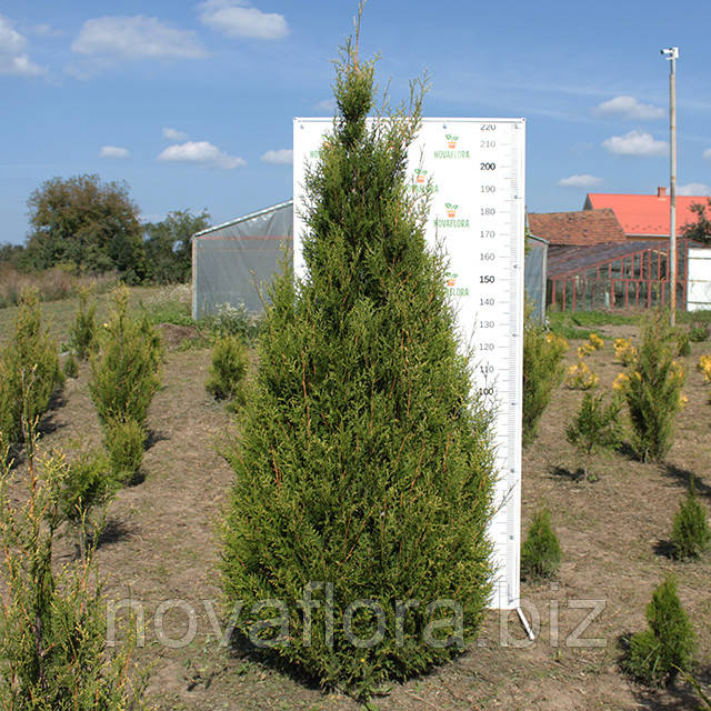 Туя західна 'Ауреоспіката / Aureospicata' ком 200-220см