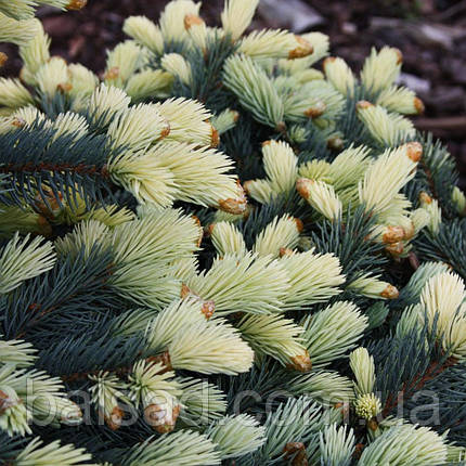Ялина блакитна Білобок / h 30-40 / Picea pungens Bialobok, фото 1