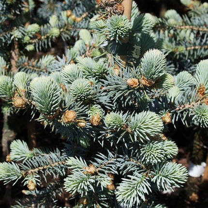 Ялина блакитна Блю Трінкет / С10 / h 50-60 / Picea Blue Trinket, фото 2