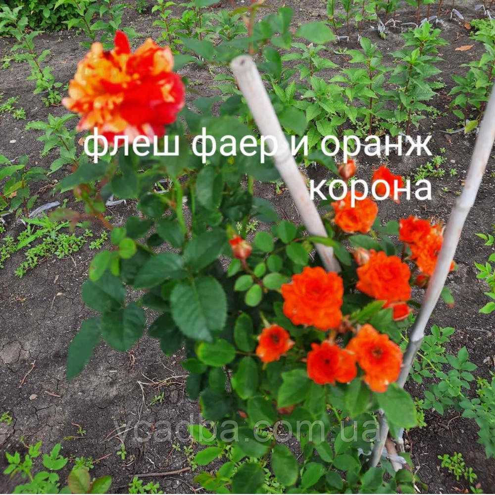 Троянда штамбова Флеш Фаєр