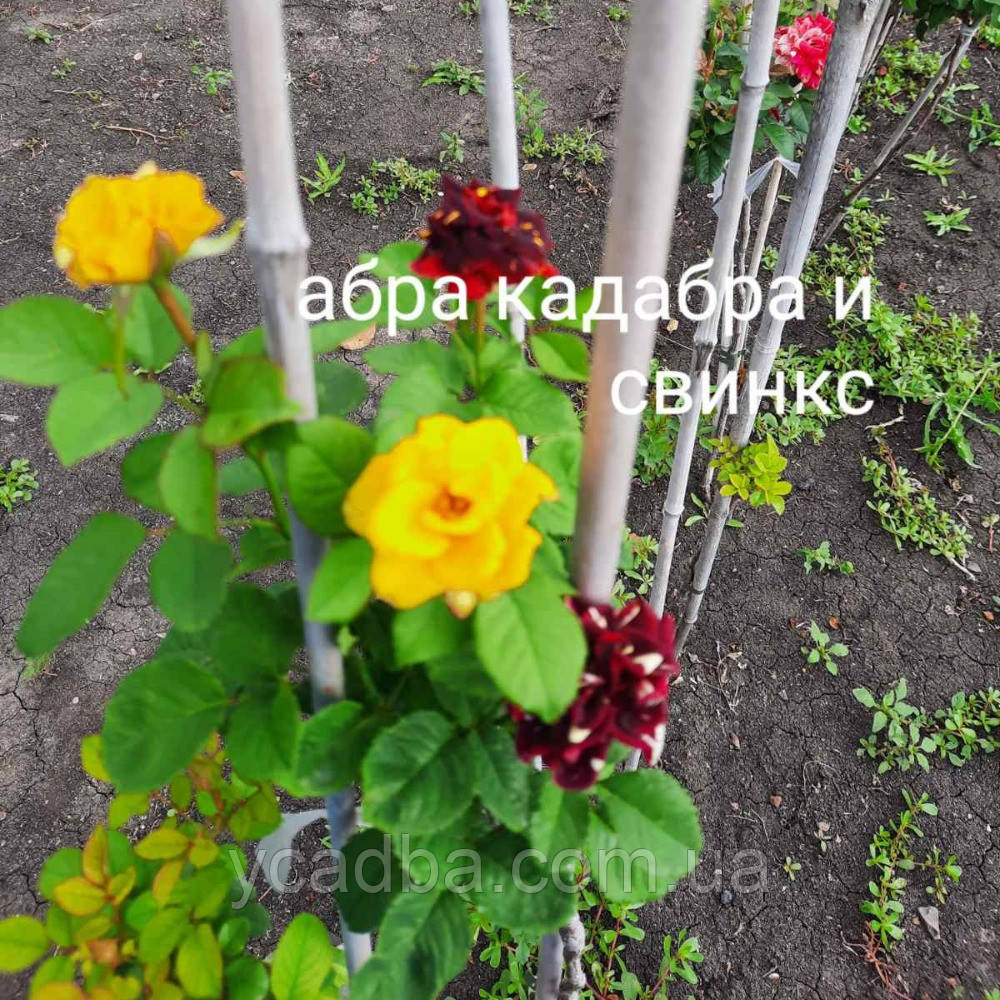 Троянда штамбова Абракадабра та Свінкс