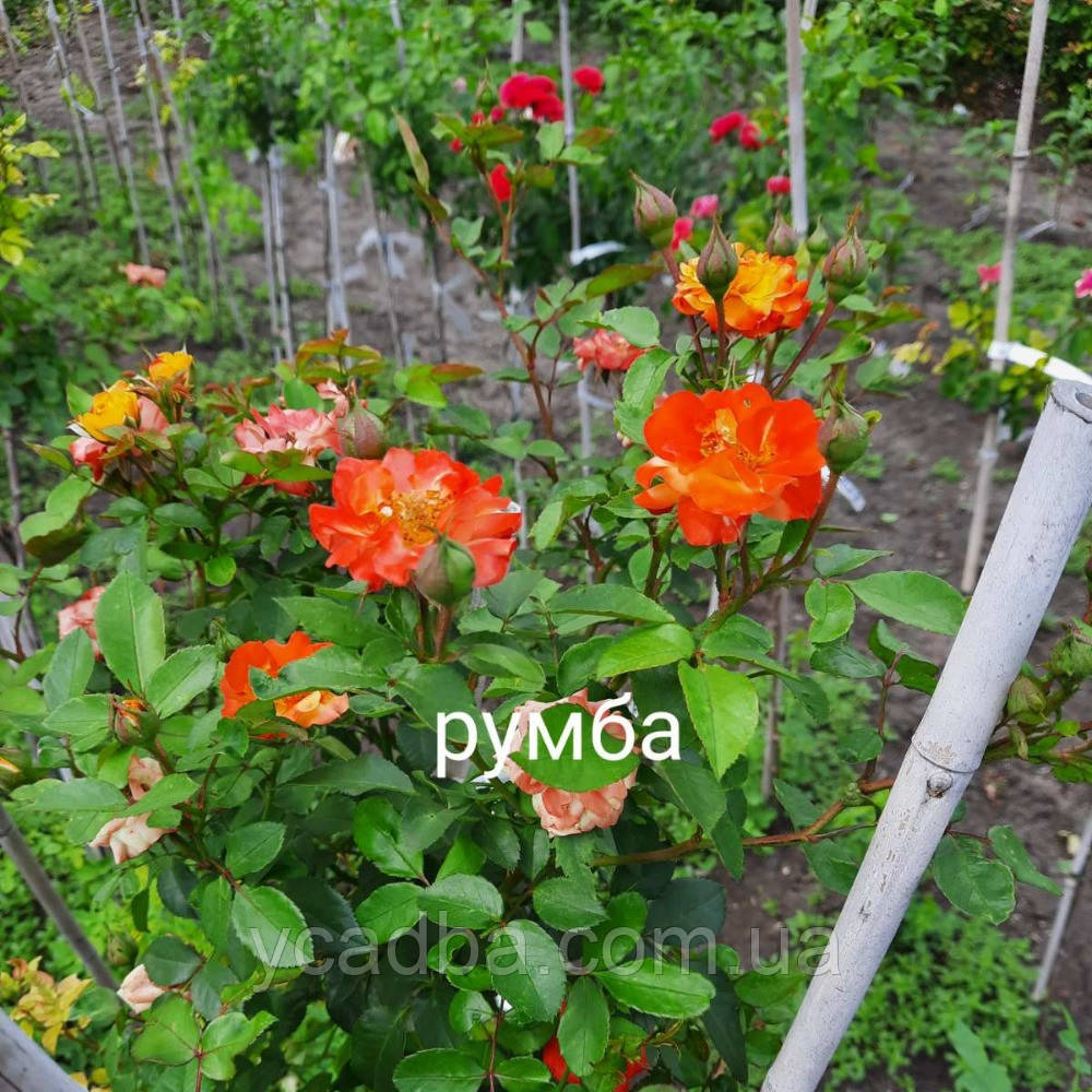 Троянда штамбова Румба, фото 1